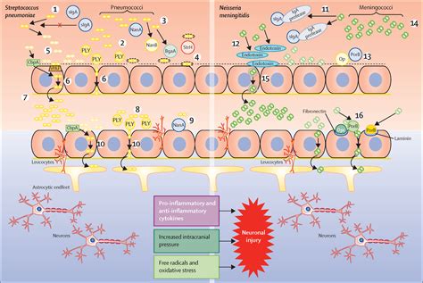 pathogenesis of bacterial meningitis